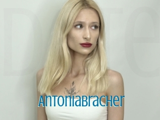 Antoniabracher